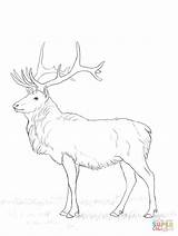 Deer Buck Cervo Hirsch Ausmalen Stag Ausdrucken Hirsche Bilder Reindeer Deers sketch template