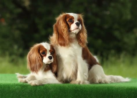 list   small dog breeds  pictures dogbreedscom