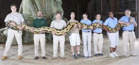 top  maiores especies de cobras  mundo