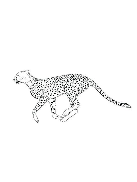 cheetah family coloring pages     collection  cheetah