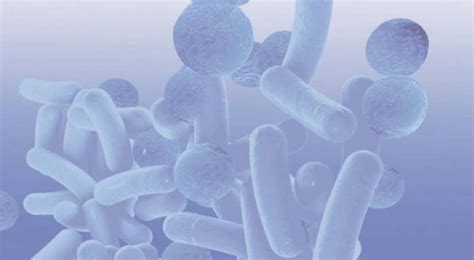 umland morenhoven bakterien bilden unsere lebensgrundlage und