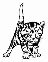 Coloring Kitten Pages Cat Tabby Baby Print Printable Cute Drawing Real Cats Kittens Realistic Color Getdrawings Getcolorings Clipartmag Pdf Colorings sketch template