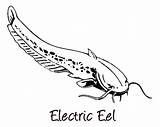 Eel Coloring Electric Pages Fan Clipart Size Color Print Library sketch template