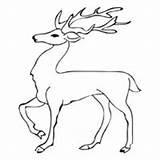 Stag Coloring Deer Pages Standing Designlooter Drawings 200px 72kb Surfnetkids sketch template