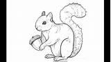 Squirrel Draw Drawing Easy Drawings Cartoon Cute Tree Nut Red Tattoo Choose Board Sketches Illustration как нарисовать sketch template