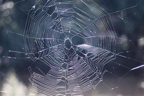 image  spiders cobweb creepyhalloweenimages