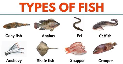 types  fish     world esl forums