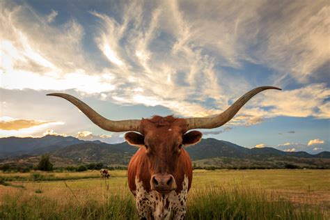 swiss farmer s plea to save cattle horns fails modern farmer