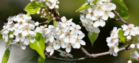 What Is That Smell Meet The Callery Pear Tree Premier Tree Solutions