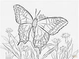 Swallowtail Schmetterlinge Brandmalerei Schwalbenschwanz Macaone Schmetterling Mariposa Papilio Luxus Admiral Morpho Machaon Malvorlage Farfalla Malvorlagen sketch template