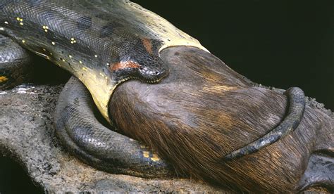 anaconda senckenberg naturmuseum frankfurt