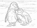 Penguin 101coloring sketch template