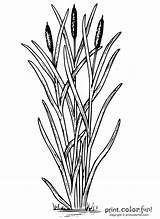 Coloring Cattails Cattail Plant Clipart Drawing Pages Color Family Pond Print Printables Life Growing sketch template
