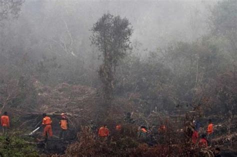 kilas balik kebakaran hutan terparah yang pernah terjadi di indonesia