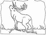 Elk Wapiti sketch template