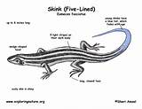 Skink Lined Diagram Five Color Coloring Classification Res Hi Chordata Phylum Squamata Exploringnature sketch template
