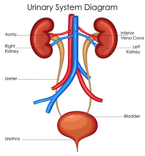 medical education chart  biology  urinary system diagram  pulse
