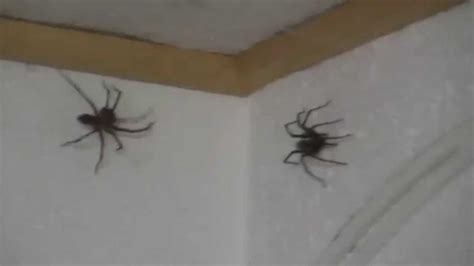 spider attack in my office 2 fette spinnen im büro youtube