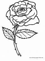 Coloring Pages Flowers Color Rose Flower Printable Kids Nature Food Sheets Sheet Plate Found sketch template