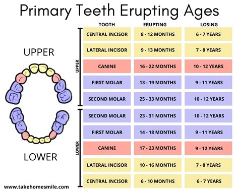 eruption  teeth chart  primary  adult teeth  home smile
