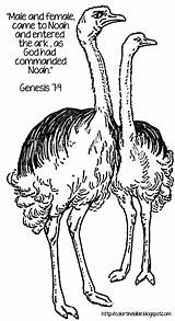 Ostriches Coloring Two Noah Entered Ark Commanded Came God Male Text Had Female Description Color sketch template