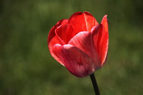 rote tulpe foto bild natur landschaft pflanzen bilder auf