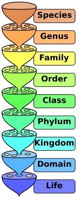 top  scientific mnemonics listverse taxonomy biology biology