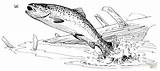 Trout Colorare Trote Disegni Ausmalbilder Pescado Forellen Cutthroat Regenbogenfisch Pesci Malvorlagen sketch template