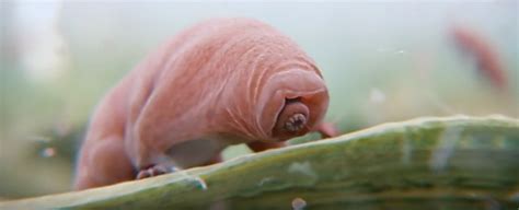 We Finally Have Footage Of Tardigrade Mating And It S