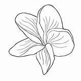 Hawaiian Coloring Exotic Plumeria Flower Illustration Vector Seamless Ve Pattern Set sketch template