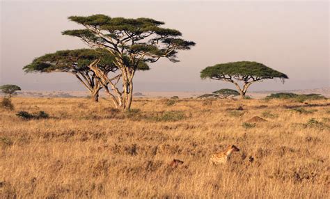 serengeti migration pictures facts tanzania