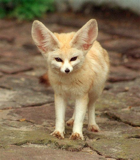 fennec fox  tsukoyomi  deviantart