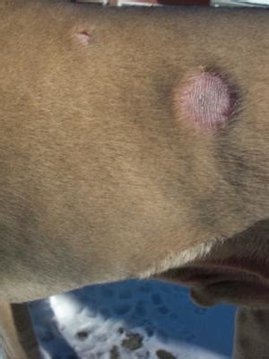 dog skin patches circular  shape missing fur  scaly