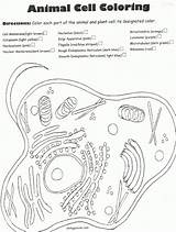 Cell Animal Plant Coloring Printable Cells Cytoplasm Drawing Worksheets Membrane Project Labeling Science Gif Diagram Color Popular Labeled Ciencia Pack sketch template