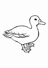 Ente Enten Junge Ausmalen Ausmalbild Malvorlagen Ausdrucken sketch template