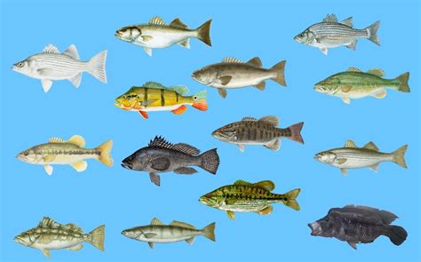 Types Of Bass In North America A Simple Guide