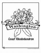 Washington Flower Coloring State Flowers Pages Traceable Rhododendron Tree Printables Coast Print Popular Activities sketch template