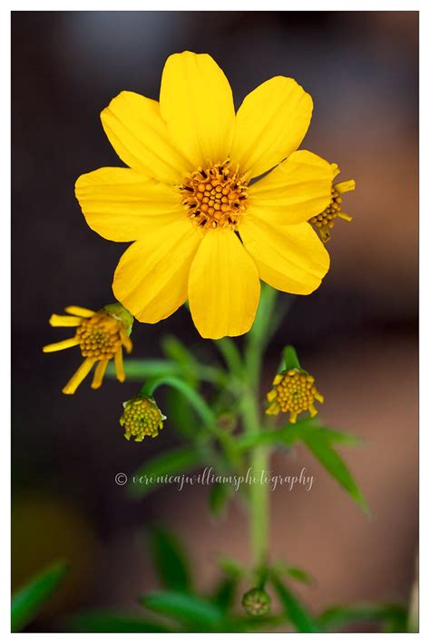 yellow flower veronicajwilliams photography veronicajwilliams photography flickr