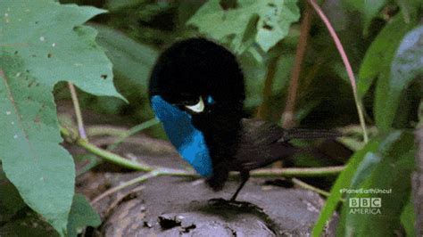 Birds Of Paradise By The Dashboard Light My Obt