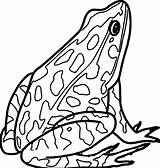 Frog Amphibian Rana Disegnare Disegno Wecoloringpage Rane Colorear sketch template