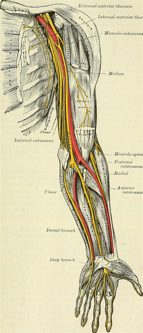 nerve damage  arm general center steadyhealthcom