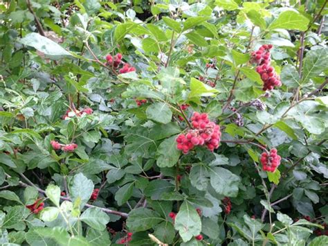 rhus aromatica gro  fragrant sumac gro  sumac myriad