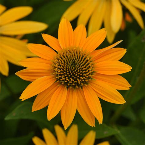 echinacea artisan yellow ombre   america selections