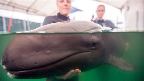 false killer whale  latest cetacean  die  vancouver aquarium