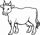 Cow Vache Sapi Mewarnai Kuh Vaca Malvorlage Sketsa Hewan Coloring4free Veau Vacas Angus Cows Colorier Gambarcoloring Kidsplaycolor Gemt Fra sketch template