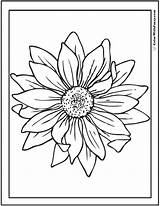 Sunflower Coloring Pages Drawing Tattoo Pdf Google Print Colorwithfuzzy sketch template