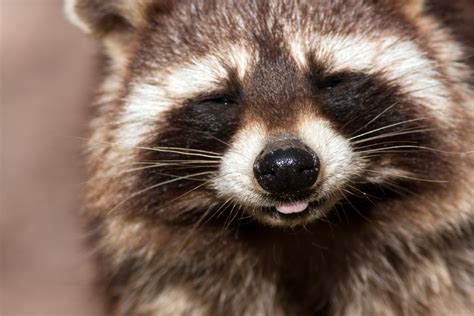 toronto wages war  raccoon nation  experts   animal