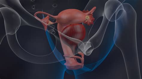 female reproductive 3d model