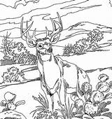 Coloring Deer Realistic Adults Coloringbay Pages sketch template