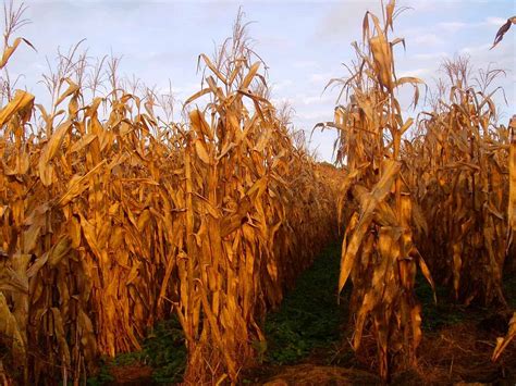 corn stalks  seasons vegie farm